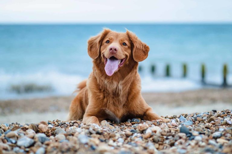 6 must know tips for flying with your dog