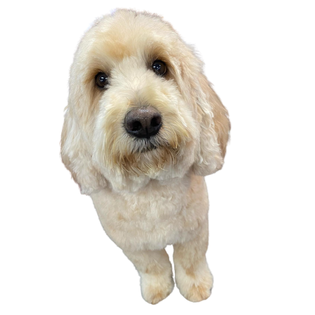 A goldendoodle with a perfect groom